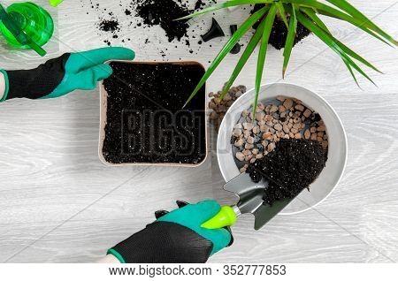 Care For Indoor Plants. The Girl Transplanted Dracaena. Dracaena, Watering Can, Spray Gun, Soil, Dra