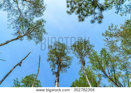 Forest Swamp Land In Okefenokee Swamp Park, Southern Georgia.