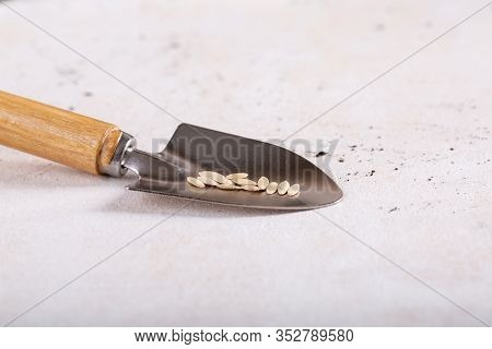 Сucumber Seeds On A Garden Scoop On White Background. Springtime, Gardening Concept. Copy Space.