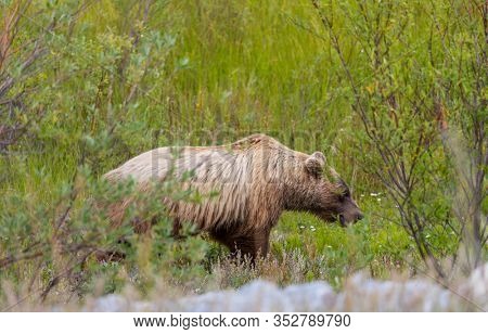 Wild grizly bear in grassland Alaska wildlife nature