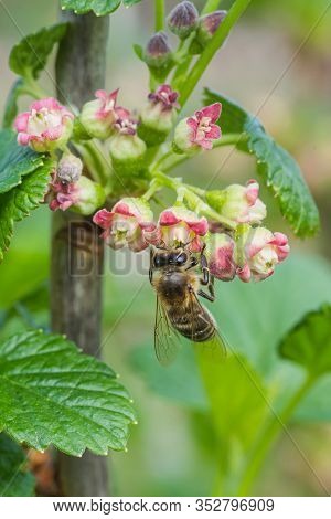 Gooseberry, Ribes Uva-crispa Blooming In Spring. Flower Ribes Grossularia Close-up Against Backgroun