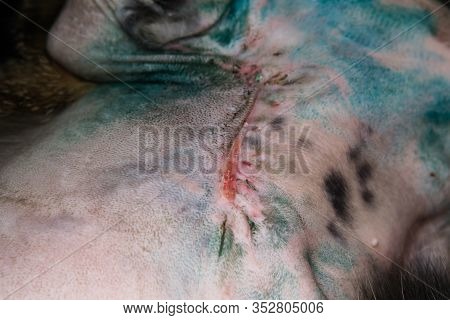 Close-up Photo Of A Wound Healing In Cat After Tumor Resection