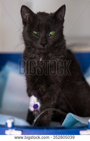 Kitten With Panleukopenia And Nausea At The Veterinary Clinic