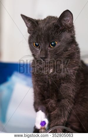 Kitten With Panleukopenia And Nausea At The Veterinary Clinic