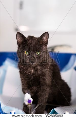 Kitten With Panleukopenia And Nausea At The Veterinary Clinic
