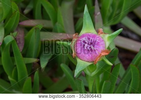 Medicinal Flowers In Nature And Natural Environment