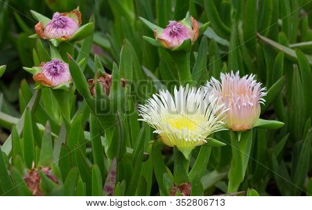 Medicinal Flowers In Nature And Natural Environment