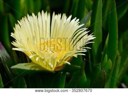 Medicinal Flowers In Nature And Natural Environment