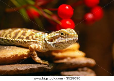 Dragón barbudo