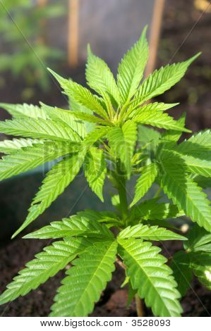 Cannabis