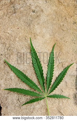Marijuana Green Hemp Leaf, Selective Focus. Concept Of Medicinal Herbs. Cannabis Leaf Natural Narcot