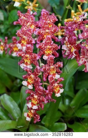 Dark Purple, White And Yellow Color Of Intergeneric Oncidium Hybrid Orchids