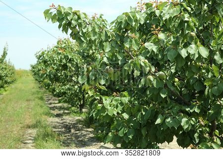 Peach Tree, Branch With Small Immature Peaches . Peach Farm In Early Summer . Unripe Peach