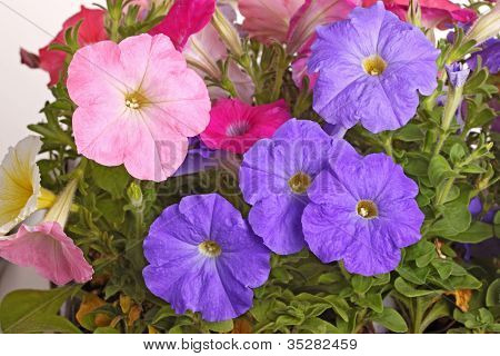 Coloratissimi fiori di Petunia riempiono il fotogramma