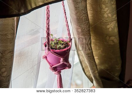Hypoestes Phyllostachya (pink Polka Dot) House Plant In Pink Pot And Macrame Holder In Curtained Win