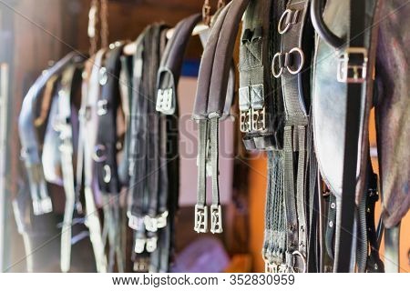 Close up photo of horse girth