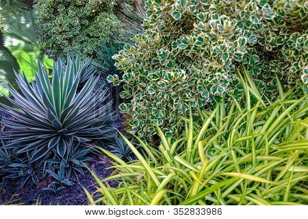 Beautiful Landscape Of Exotic Tropical Garden With Leaves Of Chlorophytum Comosum, Agava And Ficus D