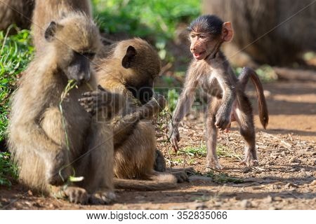 Family Of Baboons Playing On The Ground With Their Young To Have Fun