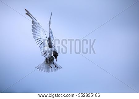 Whiskered Tern In Flight On Cloudy Day With Spread Wings Artistic Conversion