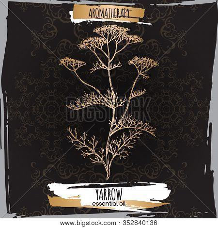 Yarrow Aka Achillea Millefolium Sketch On Elegant Black Lace Background.