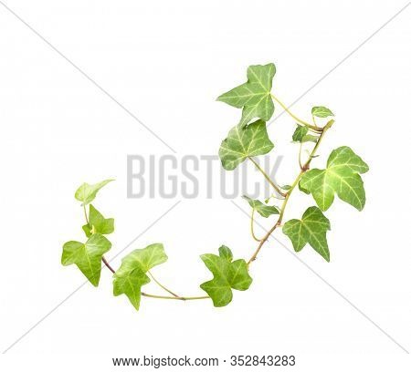 green ivy isolated on a white background.