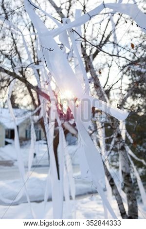 Tree vandalized with toilet paper in a residential yard