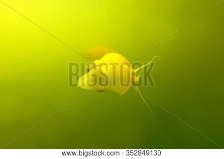Snail In The Aquarium Behind The Glass Macro