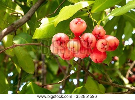 Watery Rose Apple Tropical Fruits On The Branch Of Tree Closeup.  Baby Rose Apple Tree Bell Fruit (f
