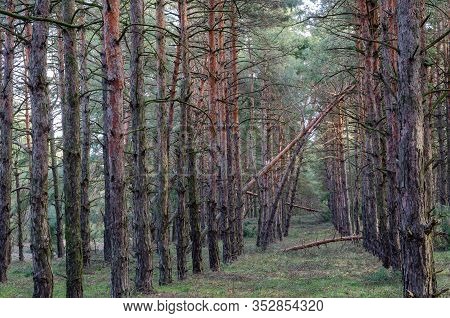 Storm-felled Trees In The Forest. Broken Trunks Of Tall Pines. Hurricane Insurance Premium Assessmen