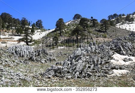Cedar trees among stones in mountains on blue sky background. Likya Yolu tourist way in Turkey.