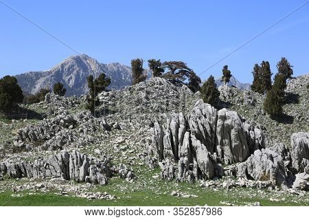 landscape with ceadar trees in rock on green mountain meadow. Famous Lician Tourist way in Turkey.