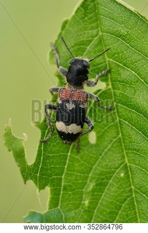 Beetle Clerus Mutillarius Sitting On A Leaf In Czech Republic