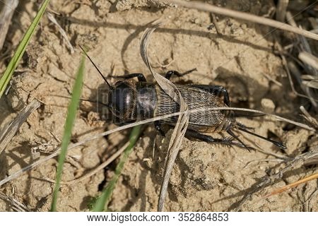 Field Cricket Gryllus Campestris In Czech Republic