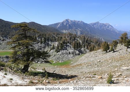 Cedar trees in rocky valley in sunny day. Lician Tourist Way in Turkey