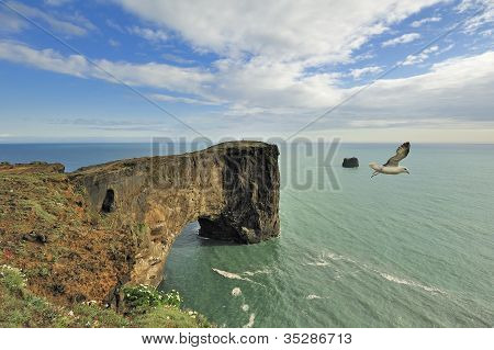 Pták nad Dyrholaey mořské skalní oblouk, Island