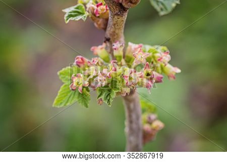 Gooseberry, Ribes Uva-crispa Blooming In Spring. Flower Ribes Grossularia Close-up Against Backgroun