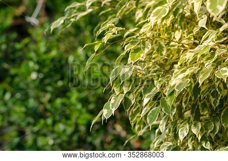 Ficus Benjamina Twilight, Ficus Tree In Sun Light With Space For Text
