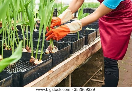 Harvesting Hydroponic Tulips Grown In A Greenhouse - The Hands Of A Woman Worker Are Visible
