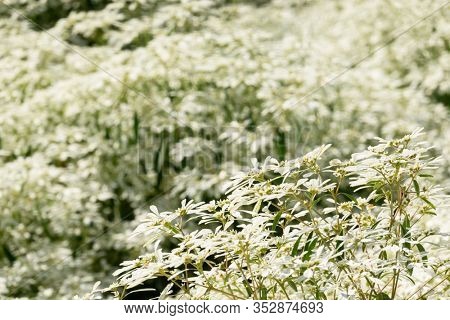 white pascuita flowers, closeup image in the daytime