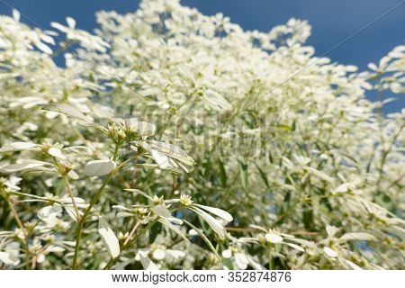 white pascuita flowers, closeup image in the daytime