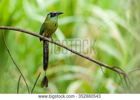 Colorful Bird Perched On A Branch Of The Tree