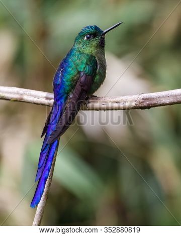 Beautiful Violet And Green Hummingbird On A Branch