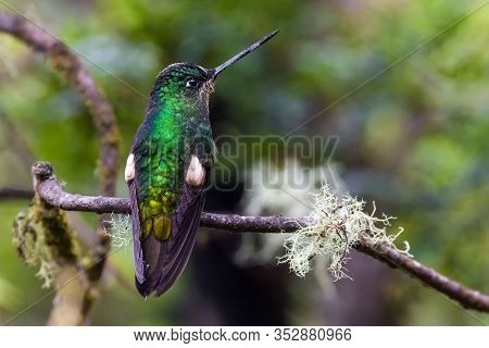 Green Hummingbird Turning Its Back On A Branch