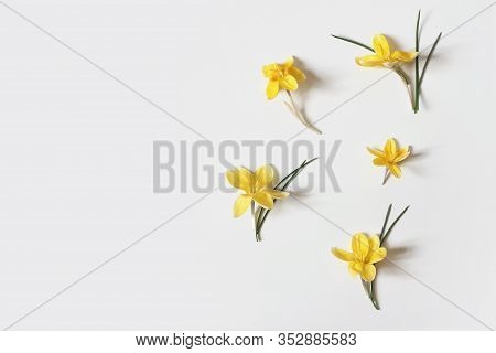 Spring, Easter Floral Composition. Yellow Crocuses Flowers With Green Leaves Isolated On White Table