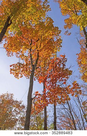 Color Transitions Against A Blue Sky In The  Louis M Groen Nature Preserve In Johannesburg, Michigan