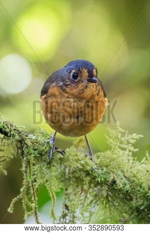 Blue And Orange Bird Perched On A Green Branch