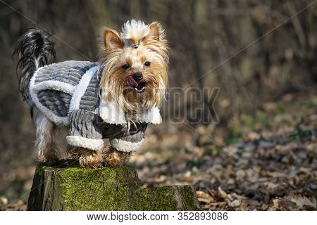 Yorkshire Terrier