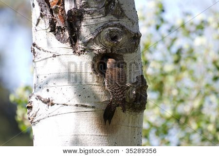 Nördlichen Flicker