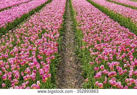 Field Of Beautiful Pink Tulips In Holland.