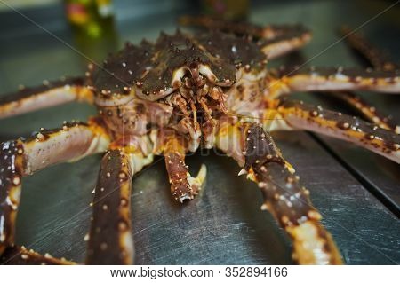 Fresh Raw Edible Brown Sea Crab Also Known As Cancer Pagurus.